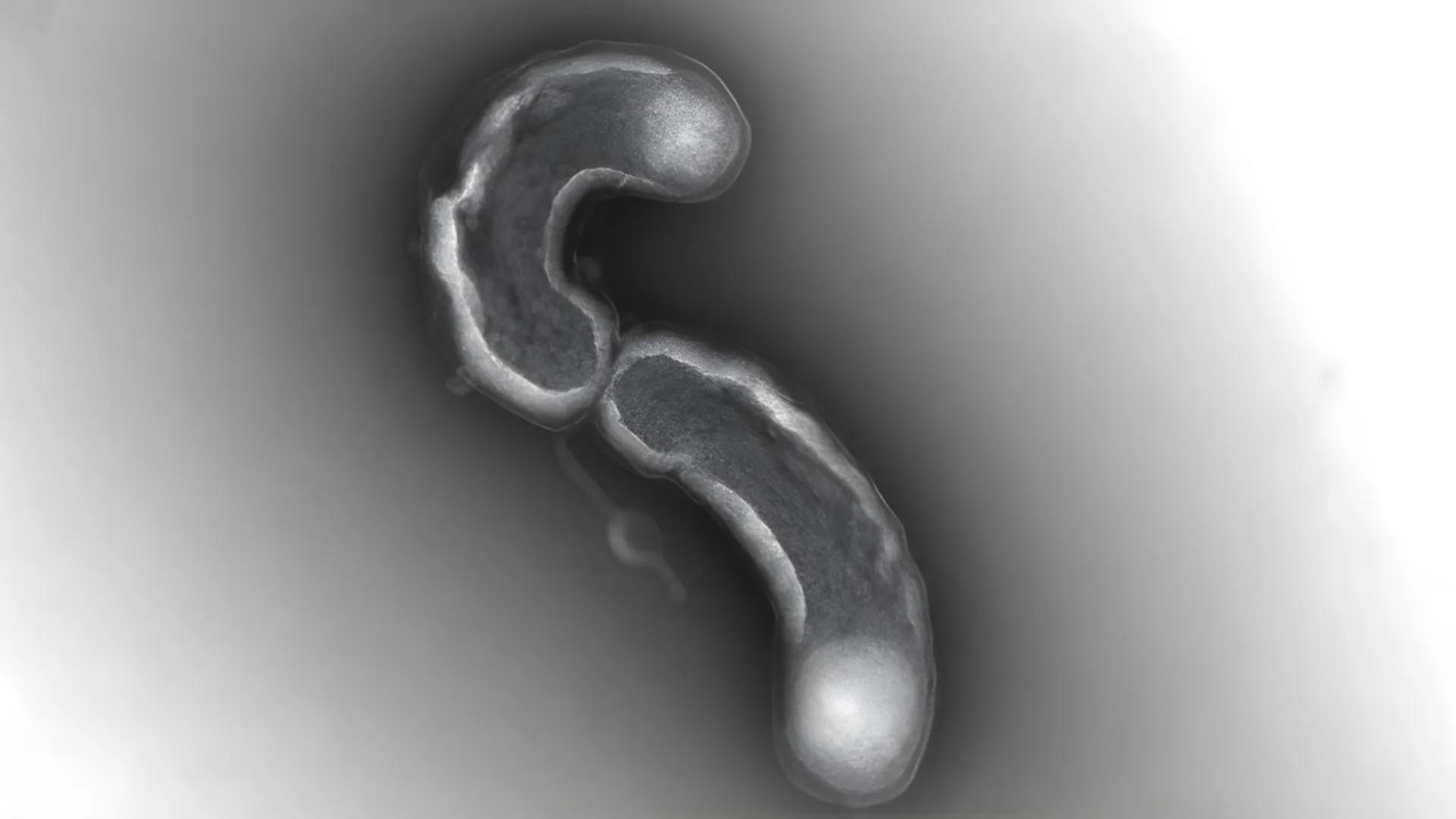 Uma das formas de vida mais abundantes da Terra tem uma falha fatal